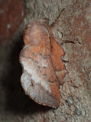 Phyllodesma