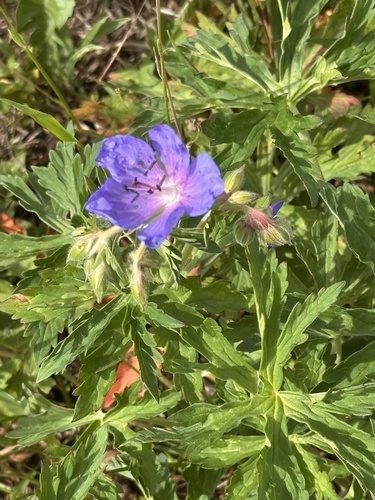 Meadow Crane's-bill
