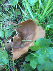 Helvella acetabulum