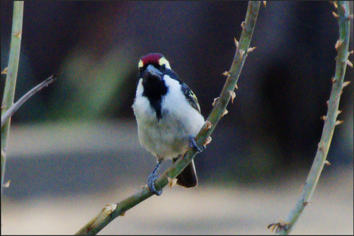 Acacia Pied Barbet