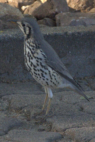 Groundscraper Thrush