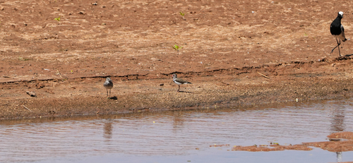 iNaturalist image
