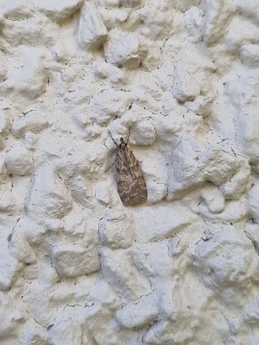 European Common Grey
