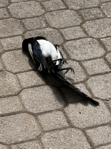 Eurasian Magpie