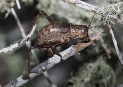 Nesoecia cooksonii