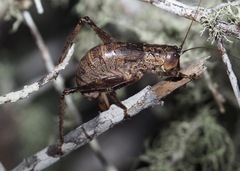 Nesoecia cooksonii