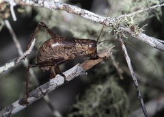 Nesoecia cooksonii