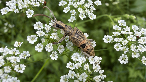 Blackspotted Longhorn Beetle