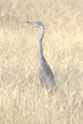 iNaturalist image