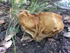 Helvella acetabulum