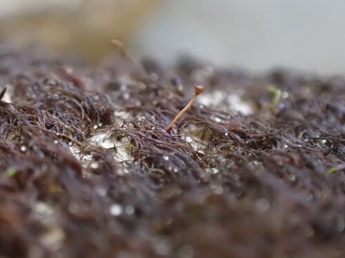 Seligeria carniolica