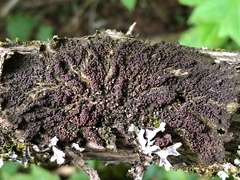 Collema nigrescens