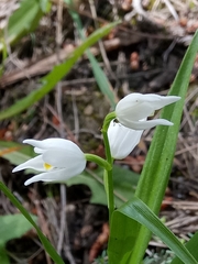 Cephalanthera longifolia image