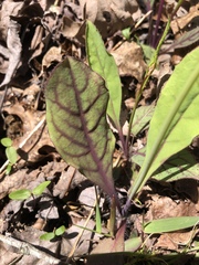Hieracium venosum