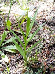 Cephalanthera longifolia image