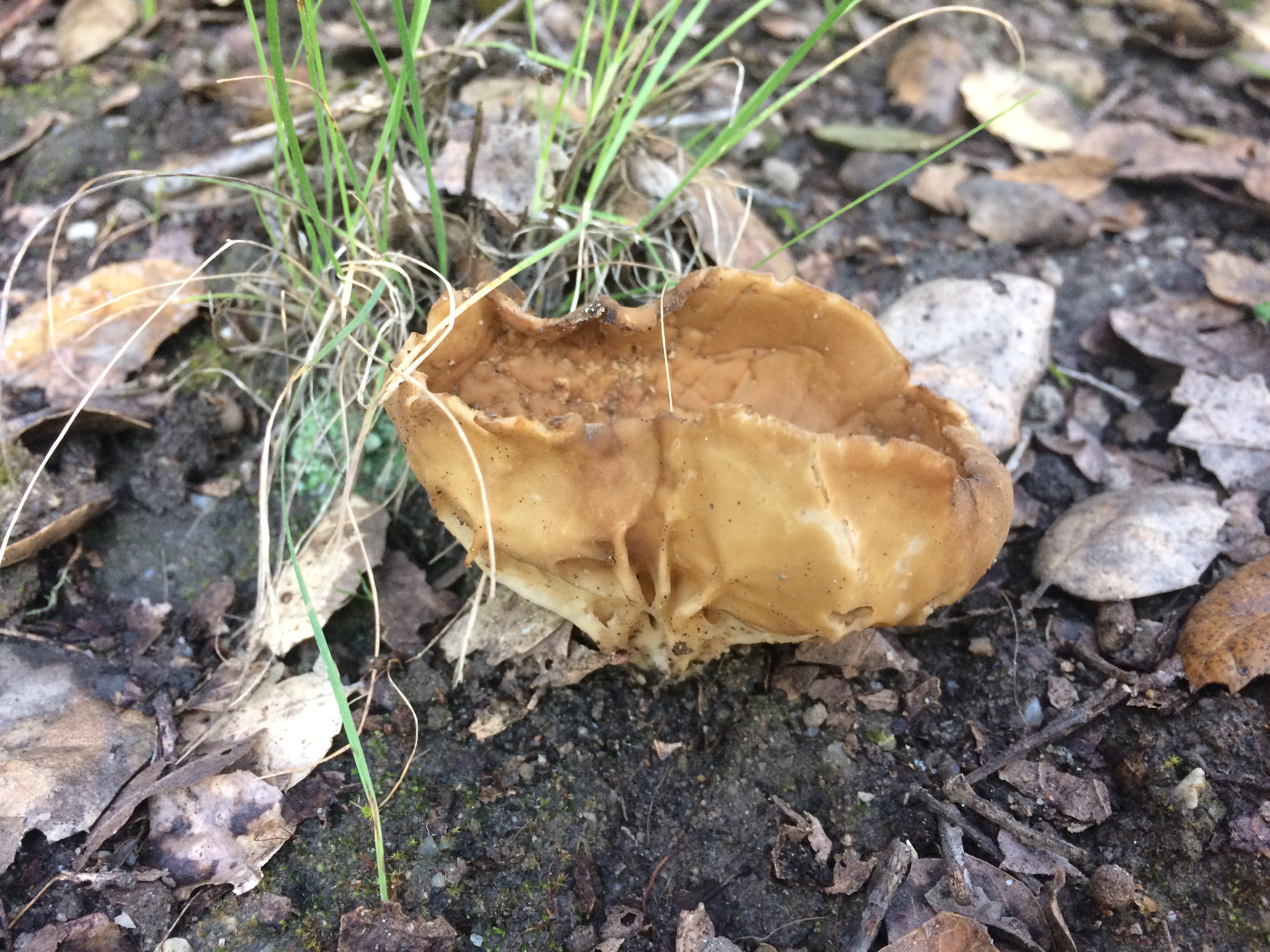 Helvella acetabulum image
