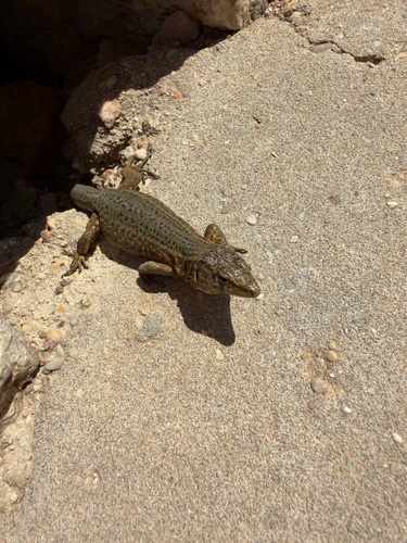 Dragonera Wall Lizard