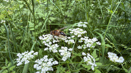 Tapered Drone Fly