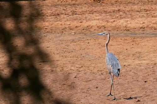 iNaturalist image