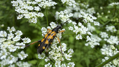 Spotted Longhorn Beetle