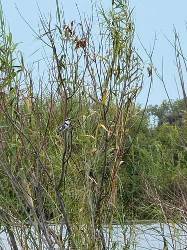 iNaturalist image