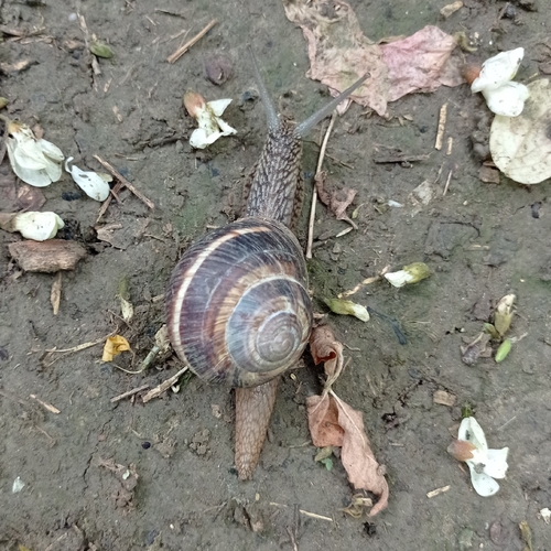 Turkish Snail