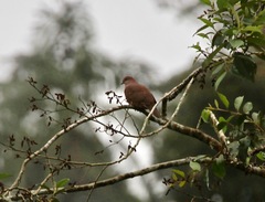 Patagioenas subvinacea