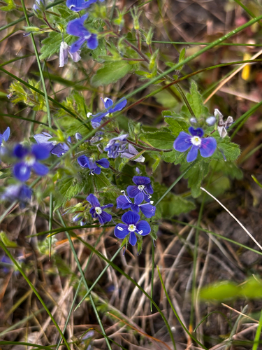 Germander Speedwell