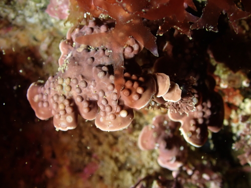 Mesophyllum observed 2026-05-10