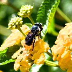 Osmia chalybea