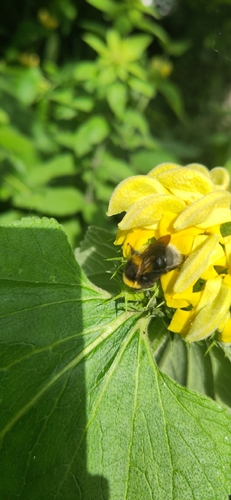 Garden Bumble Bee