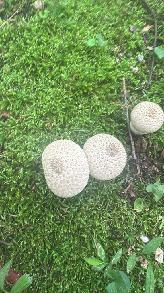 common puffball · May 2026 · photo: Photo: no rights reserved · iNaturalist