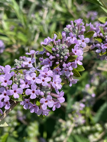 Fountain butterflybush (Buddleja alternifolia)