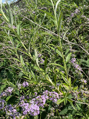 Buddleja alternifolia, photograph author not stated, no rights reserved
