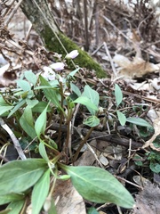 Claytonia virginica