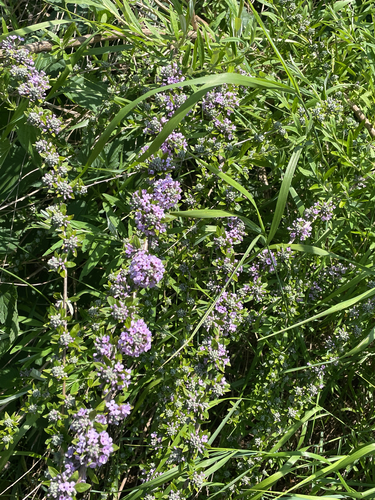Buddleja alternifolia, photograph 4