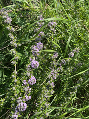 Buddleja alternifolia, photograph author not stated, no rights reserved