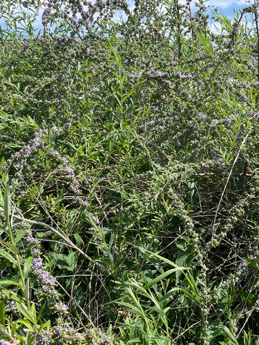 Buddleja alternifolia, photograph 3