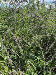 Buddleja alternifolia, photograph author not stated, no rights reserved