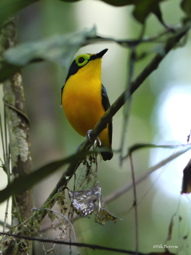 iNaturalist image