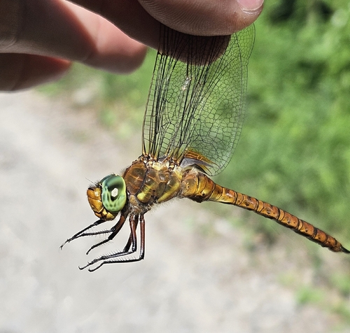 Norfolk Hawker