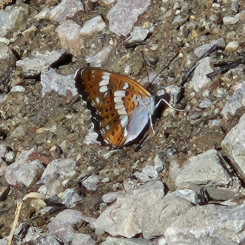 Eurasian White Admiral