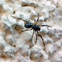 Steatoda albomaculata
