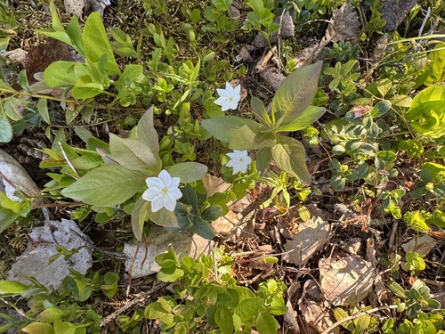 Arctic Starflower