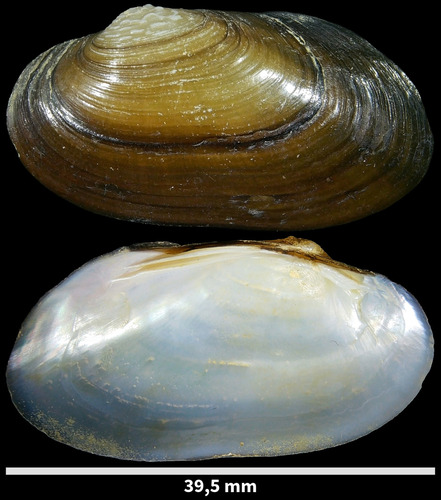 Mulette rhodanienne