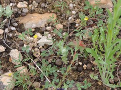 Medicago truncatula