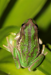 Gastrotheca cuencana