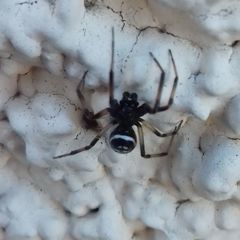 Steatoda albomaculata