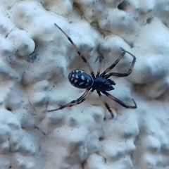 Steatoda albomaculata