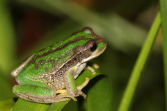 Gastrotheca cuencana